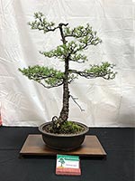 White Pine